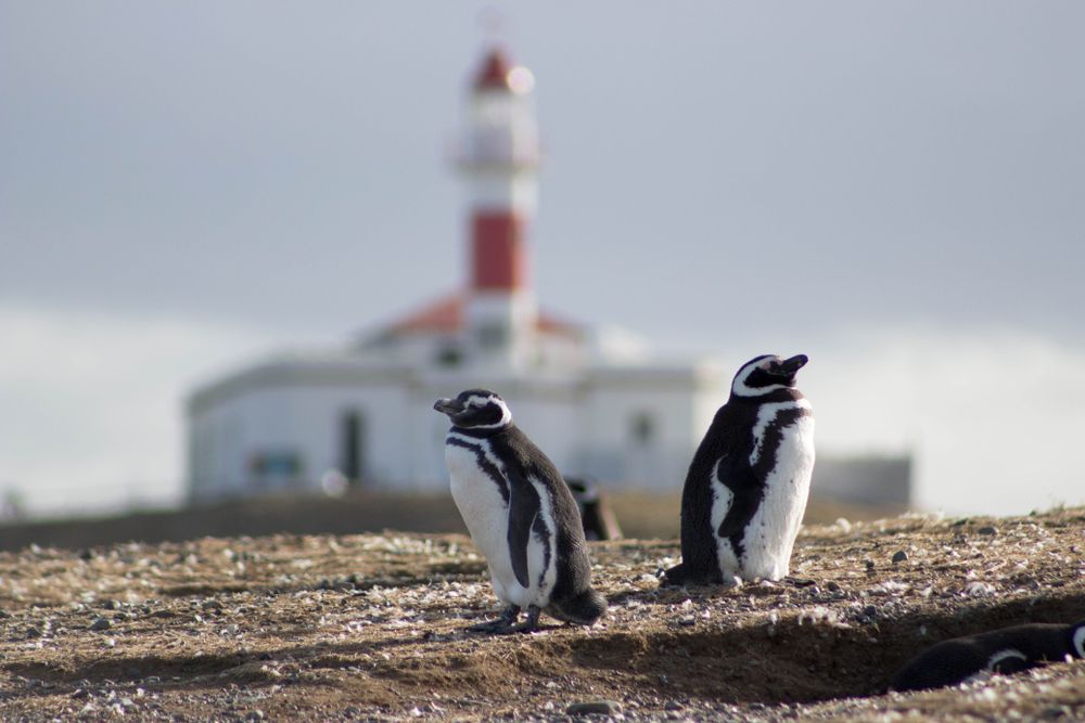 Penguins on Magdalena Island in Chile