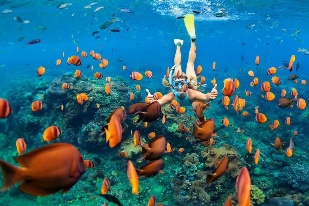 Maldives. Meet the underwater inhabitants